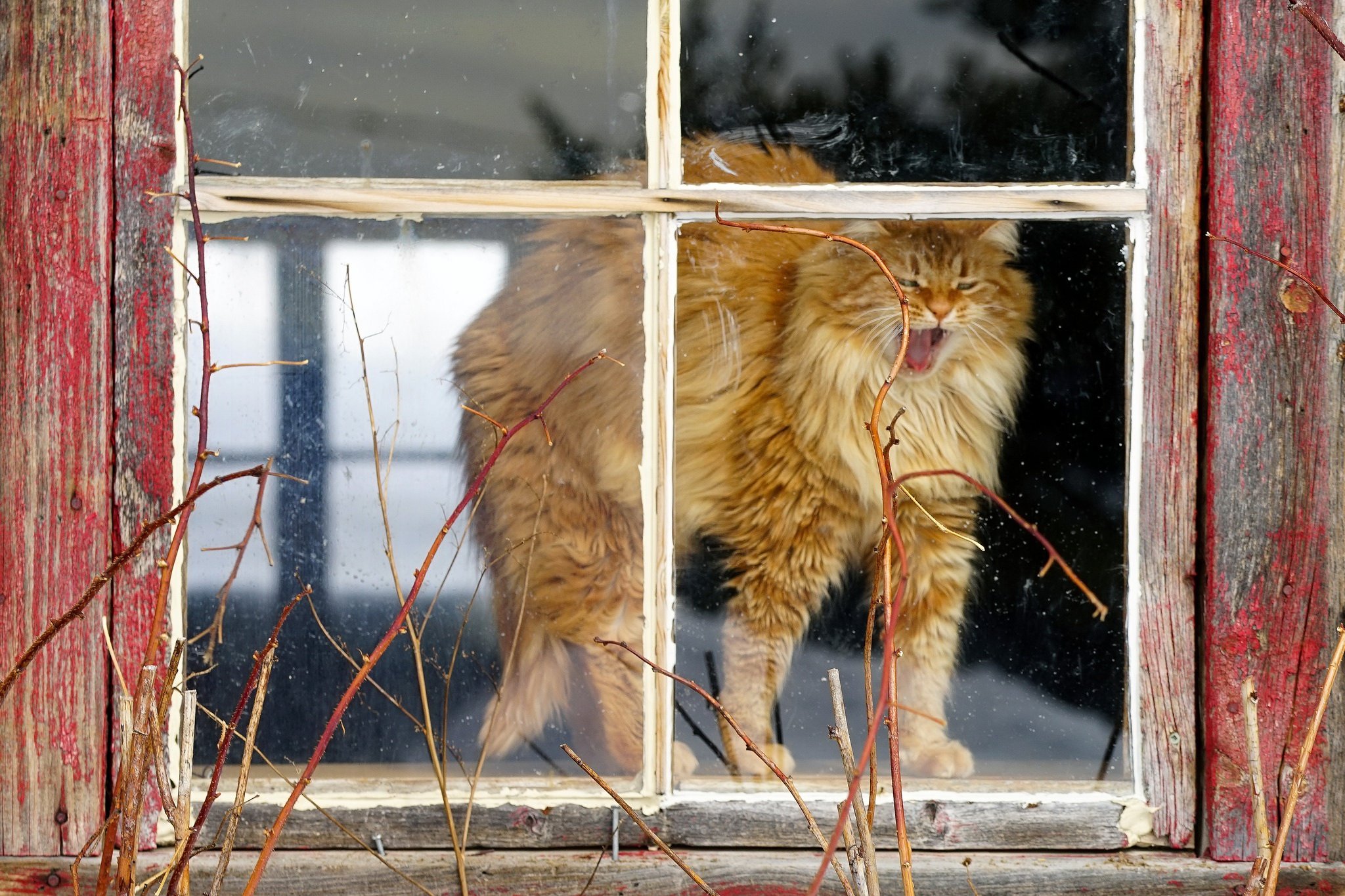 animals, Cat, Window Wallpaper