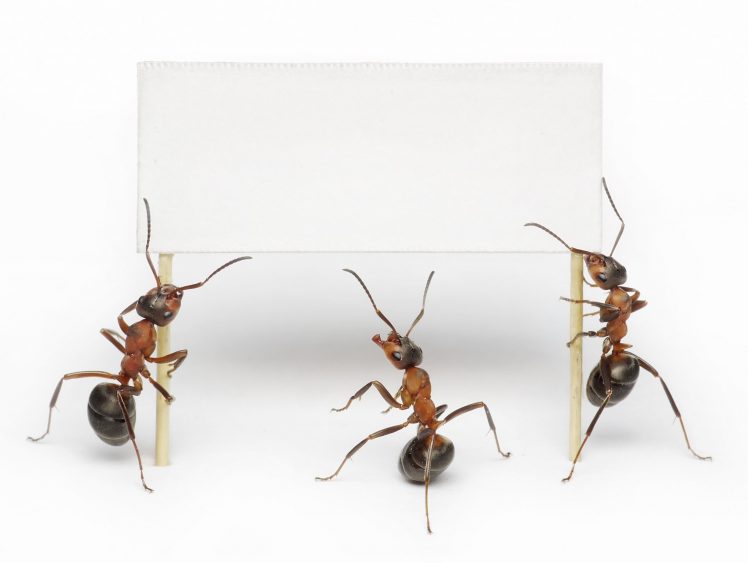 ants, Insect, Animals HD Wallpaper Desktop Background