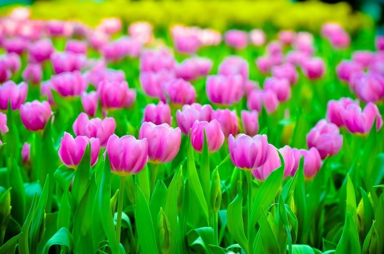 colorful, Tulips, Flowers, Plants HD Wallpaper Desktop Background