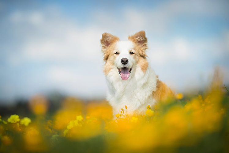 animals, Dog HD Wallpaper Desktop Background
