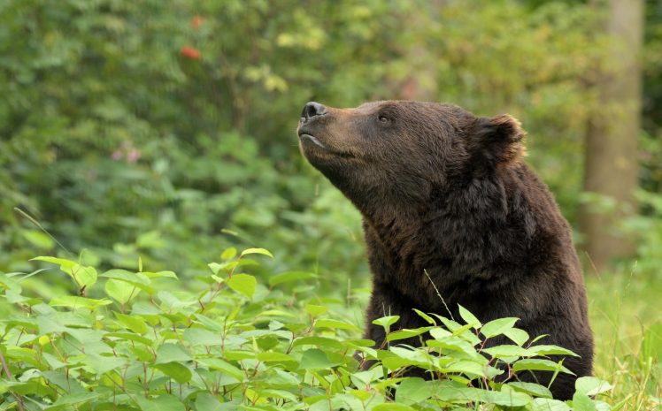 animals, Nature, Bears HD Wallpaper Desktop Background