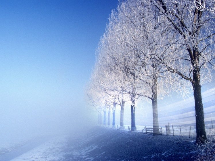 winter, Trees HD Wallpaper Desktop Background