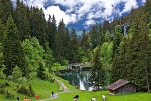 Switzerland, Cow, Nature, Landscape
