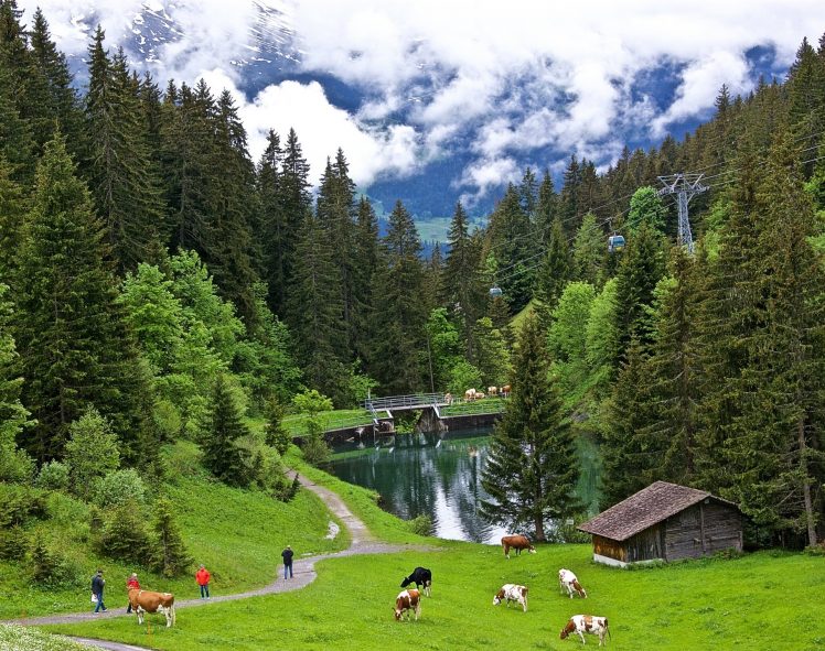 Switzerland, Cow, Nature, Landscape HD Wallpaper Desktop Background