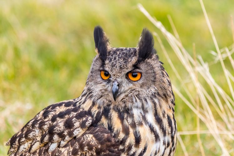 nature, Animals, Birds, Owl HD Wallpaper Desktop Background