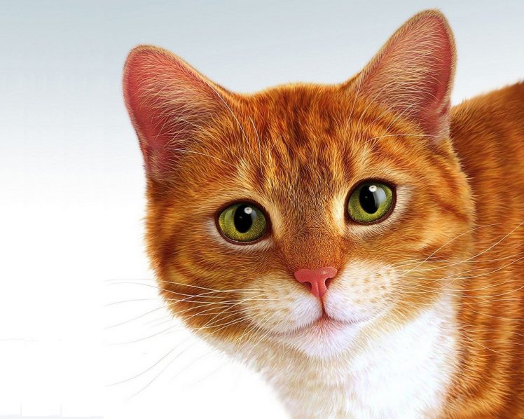 animals, Cat, Garfield HD Wallpaper Desktop Background