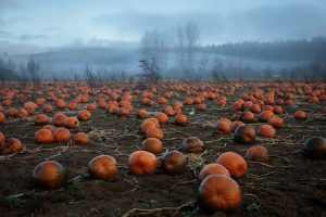 pumpkin, Field, Landscape