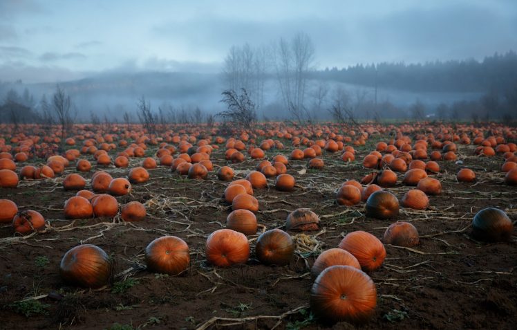 pumpkin, Field, Landscape HD Wallpaper Desktop Background