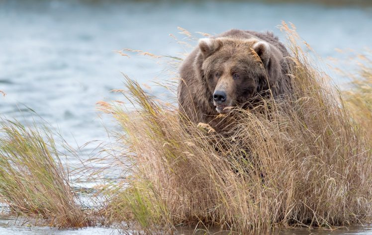 nature, Animals, Bears HD Wallpaper Desktop Background