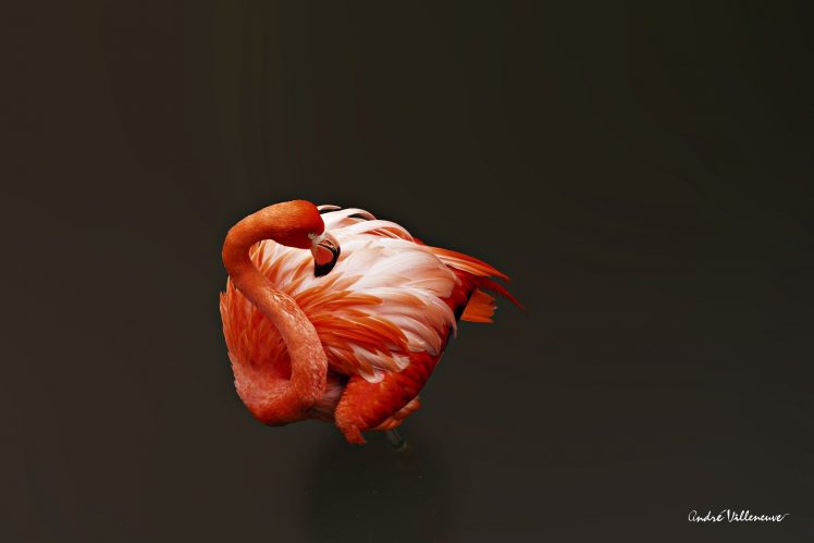 Andre Villeneuve, Flamingos, Birds, Animals HD Wallpaper Desktop Background