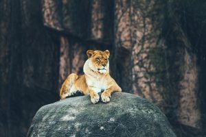 lion, Rock, Animals
