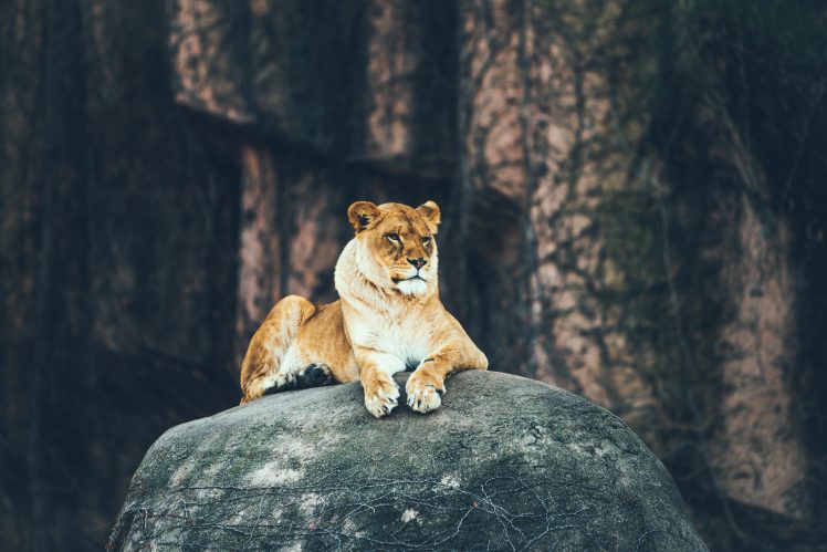 lion, Rock, Animals HD Wallpaper Desktop Background