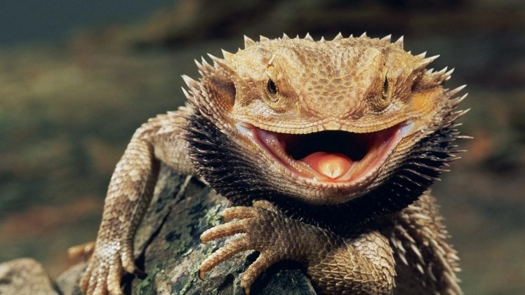 animals, Reptiles, Bearded Dragon HD Wallpaper Desktop Background