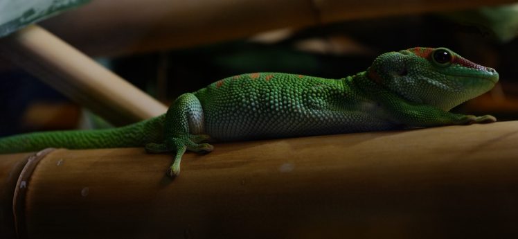animals, Reptiles, Green HD Wallpaper Desktop Background