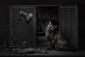 Sanket Khuntale, Dark, Lamp, Cat, Animals, 500px