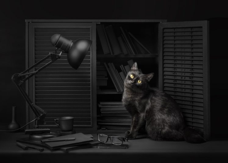 Sanket Khuntale, Dark, Lamp, Cat, Animals, 500px HD Wallpaper Desktop Background