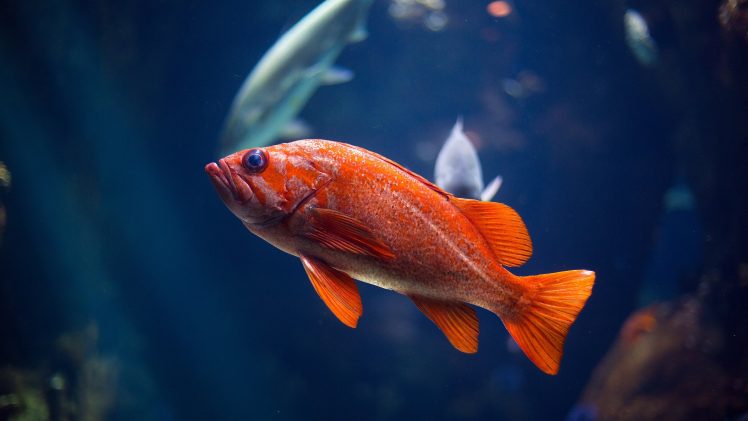 fish, Goldfish, Fish tank HD Wallpaper Desktop Background