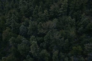 landscape, Forest, Aerial view, Trees
