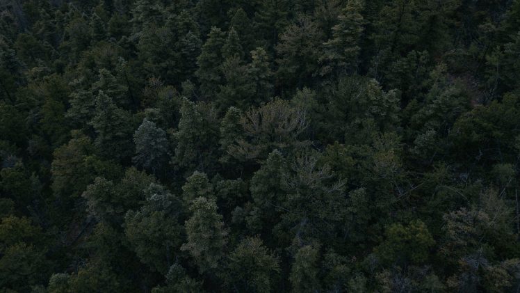 landscape, Forest, Aerial view, Trees HD Wallpaper Desktop Background