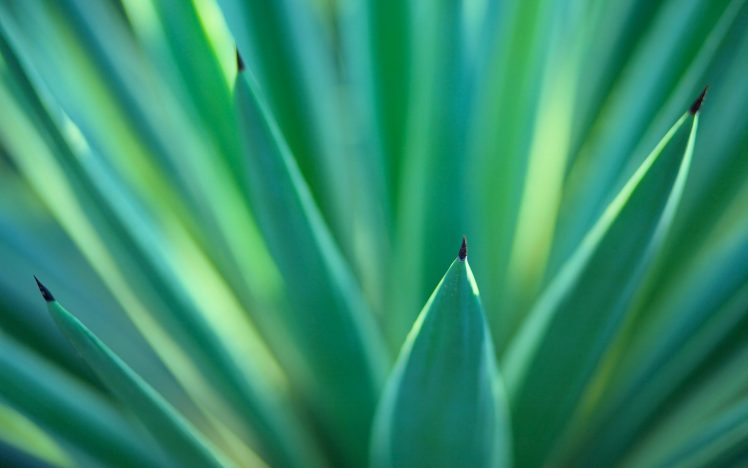 plants, Green, Nature HD Wallpaper Desktop Background
