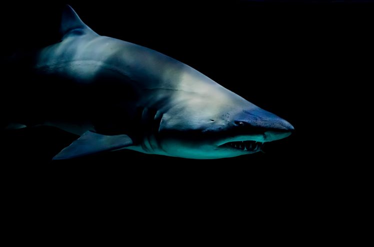 shark, Sea HD Wallpaper Desktop Background
