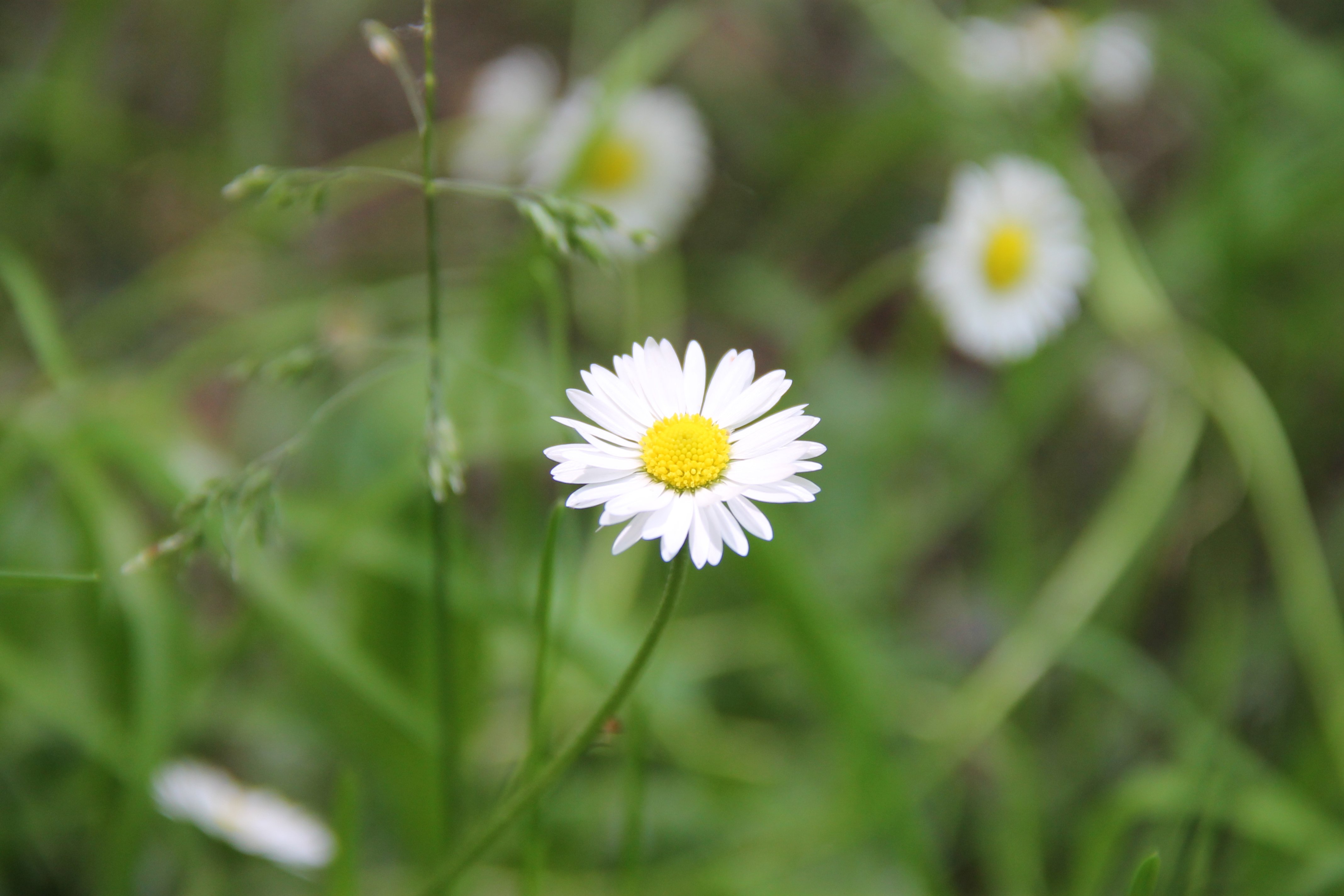 white flowers, Nature, Daisies, Macro Wallpaper