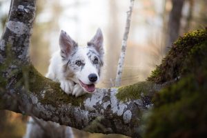 dog, Animals, Trees, Nature