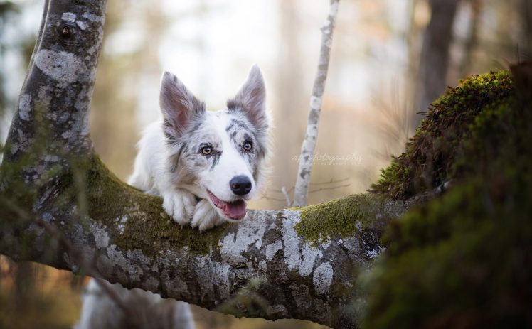 dog, Animals, Trees, Nature HD Wallpaper Desktop Background