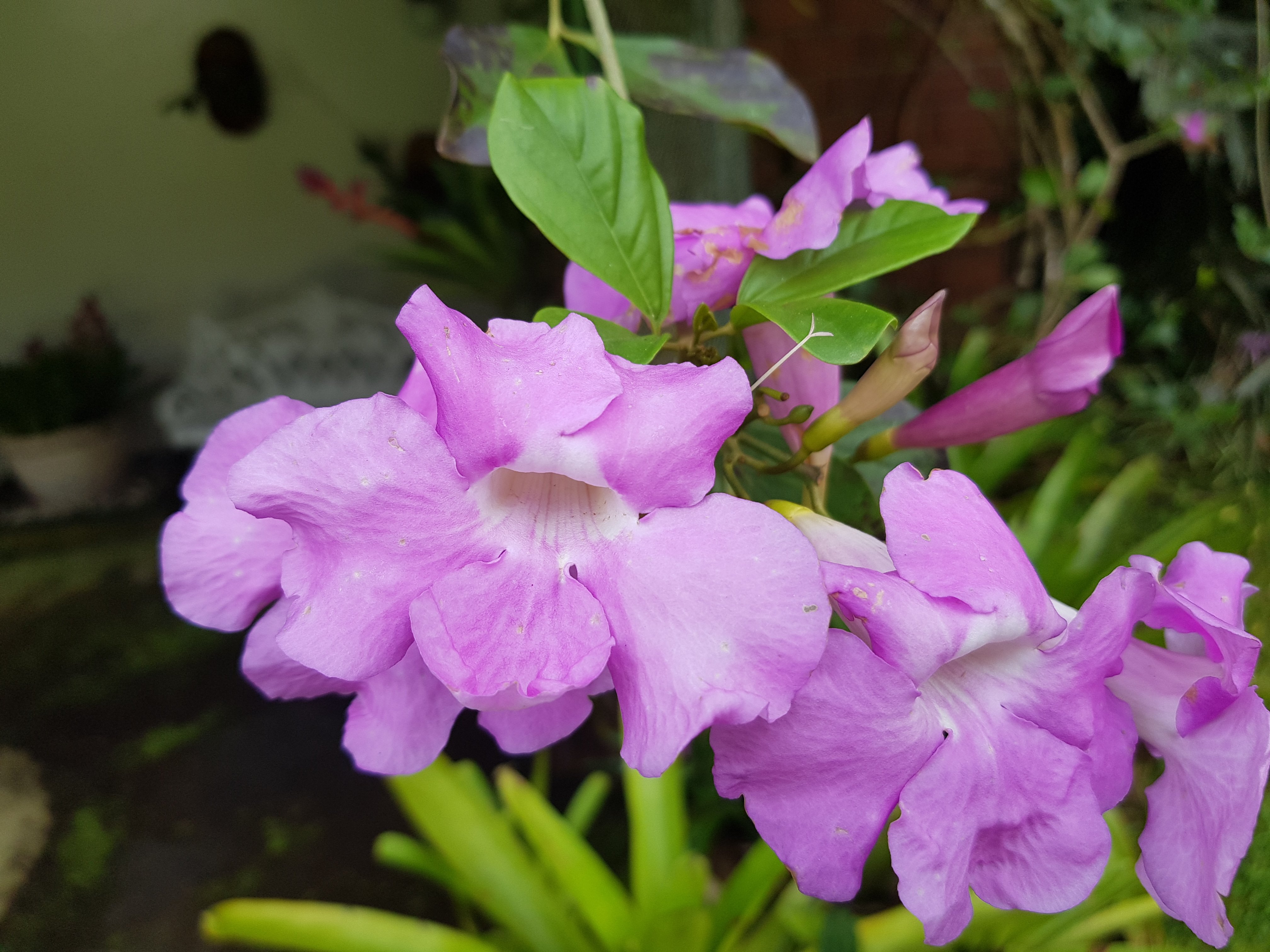 Cosmos (flower), Landscape Wallpaper