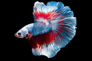 fish, Colorful, Animals