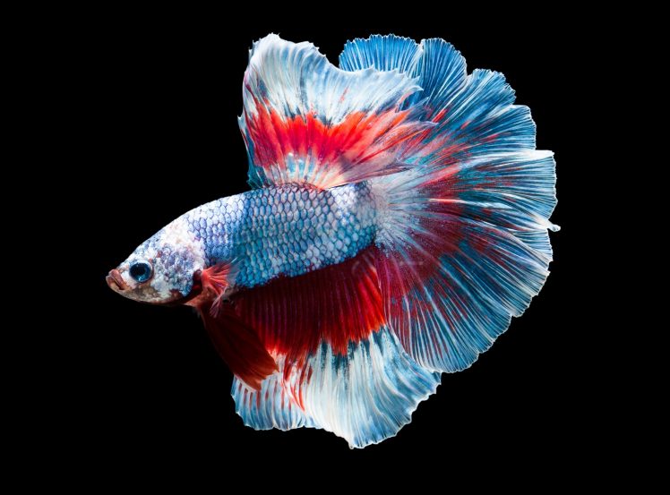 fish, Colorful, Animals HD Wallpaper Desktop Background