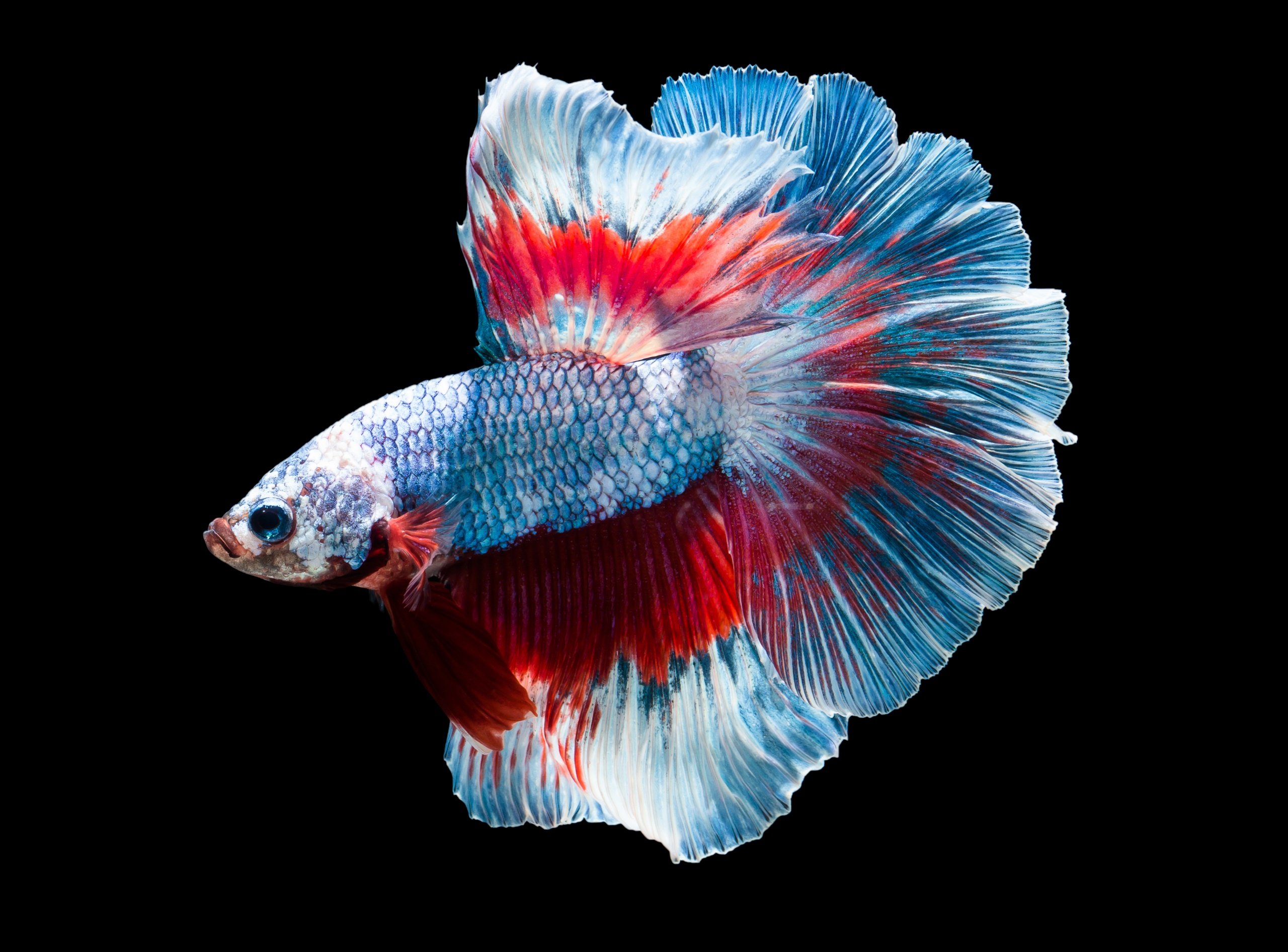 fish, Colorful, Animals Wallpaper