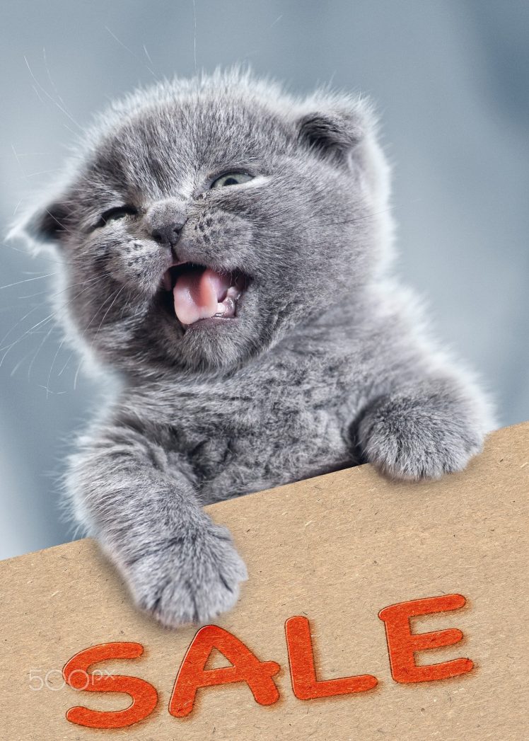 Dmytro Tolokonov, Humor, Cat, Animals, 500px HD Wallpaper Desktop Background