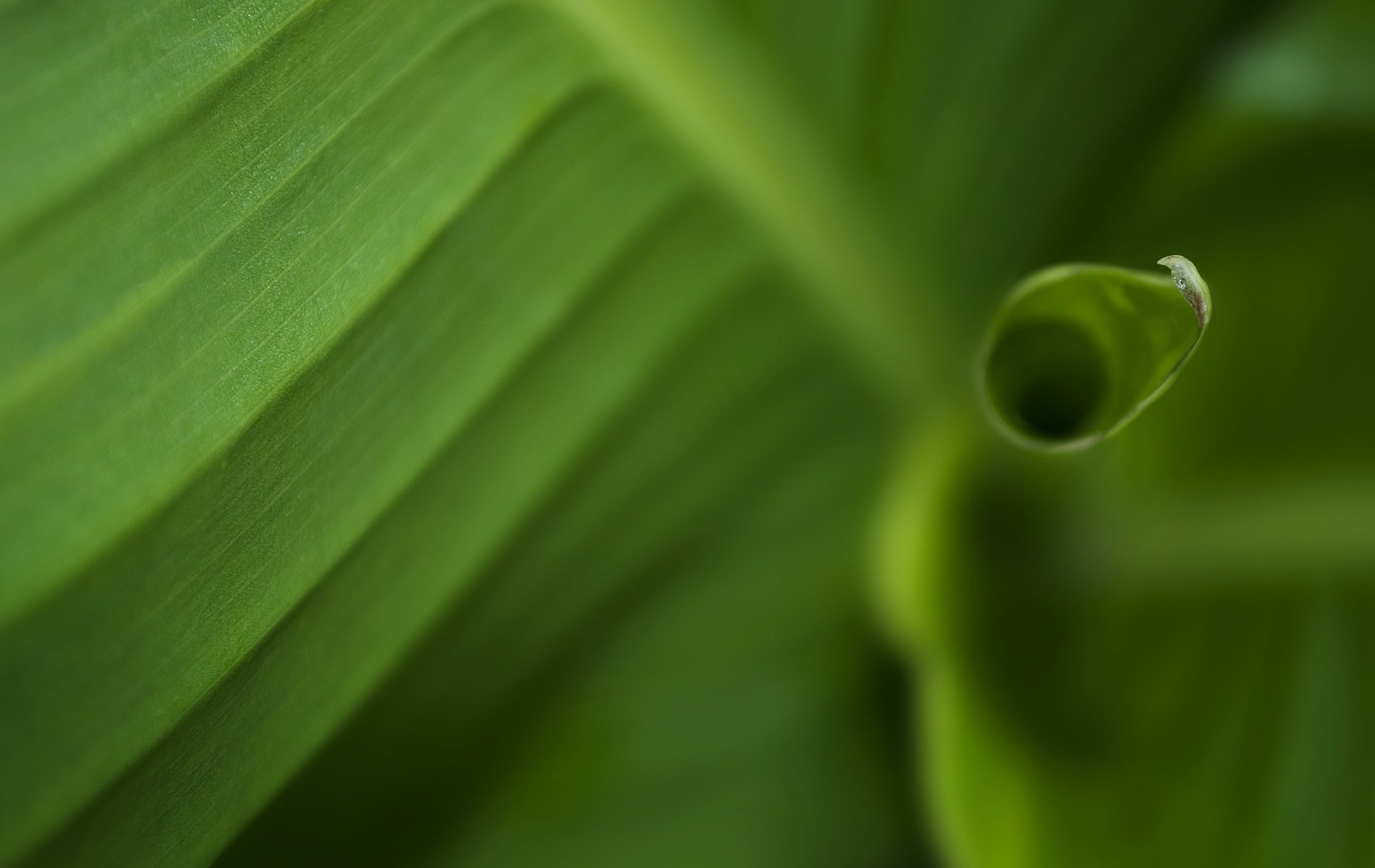 green, Leaves, Nature, Plants Wallpaper