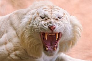 angry, Nature, Animals, Tiger, Roar, Fangs, White tigers, Closeup, Big cats