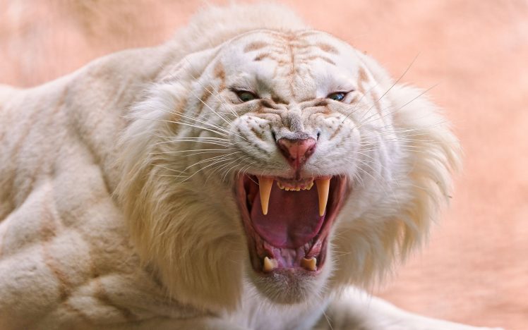 angry, Nature, Animals, Tiger, Roar, Fangs, White tigers, Closeup, Big cats HD Wallpaper Desktop Background