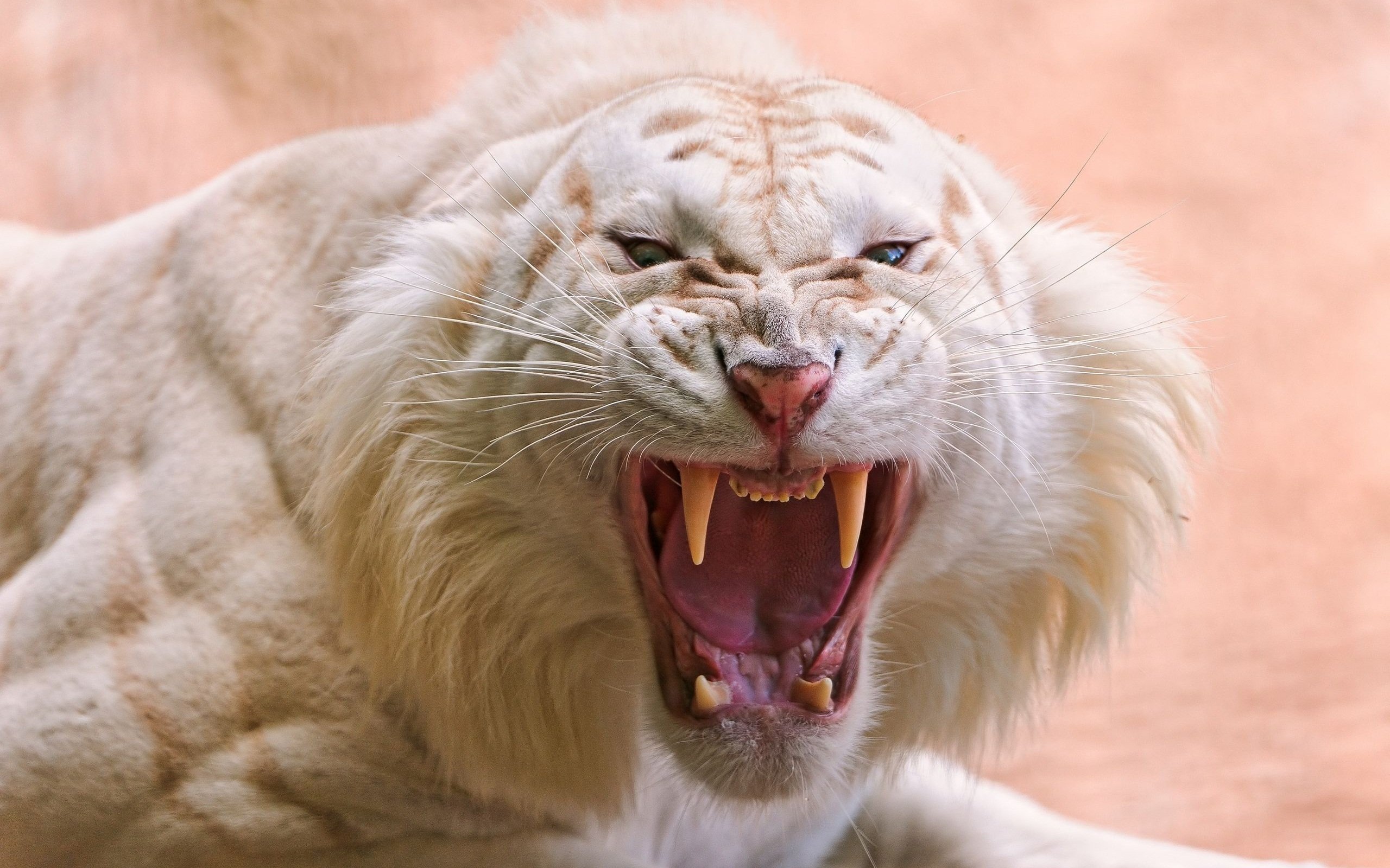 angry, Nature, Animals, Tiger, Roar, Fangs, White tigers, Closeup, Big