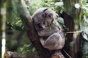 nature, Animals, Koalas, Sleeping, Trees, Leaves, Branch, Baby animals, Plants