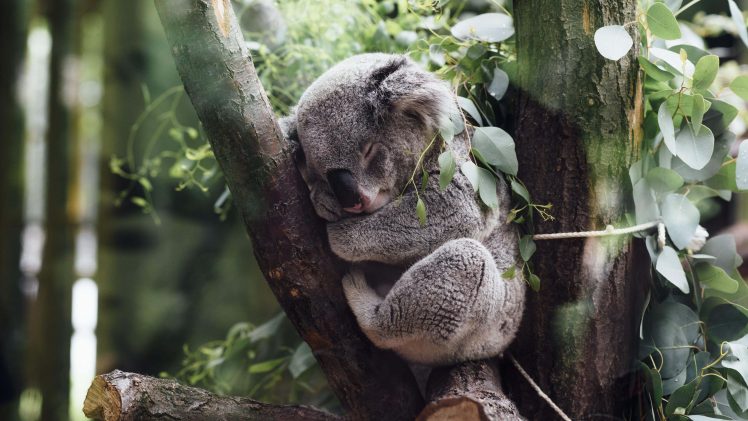 nature, Animals, Koalas, Sleeping, Trees, Leaves, Branch, Baby animals, Plants HD Wallpaper Desktop Background