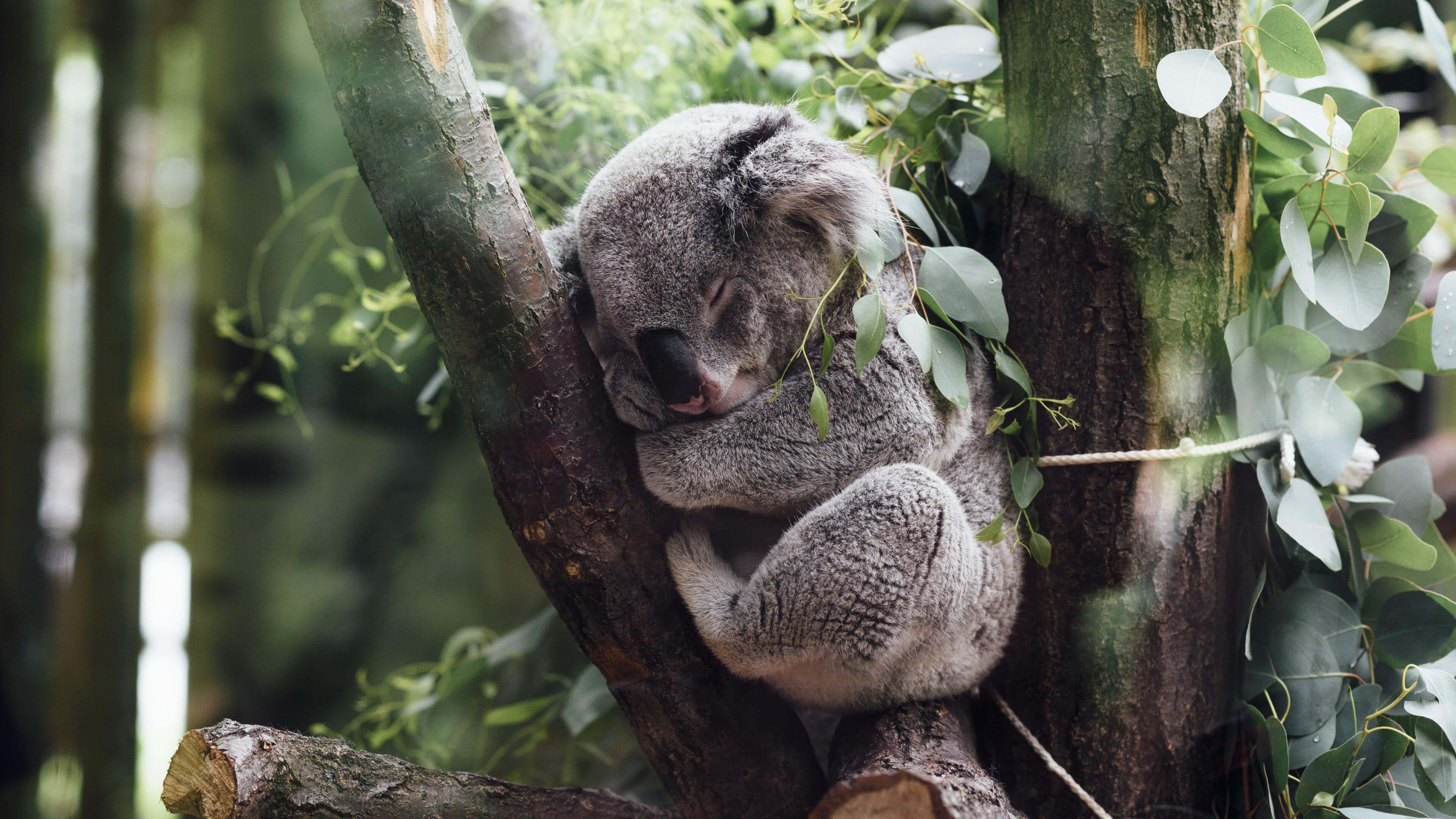 nature-animals-koalas-sleeping-trees-leaves-branch-baby-animals