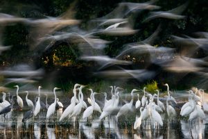 Zsolt Kudich, Nature, Animals, Birds, Long exposure, Water, Trees, Flying, Reflection, Herons