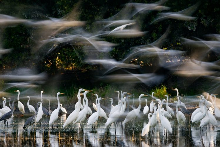 Zsolt Kudich, Nature, Animals, Birds, Long exposure, Water, Trees, Flying, Reflection, Herons HD Wallpaper Desktop Background