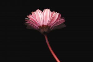 Pink flower, Minimalism
