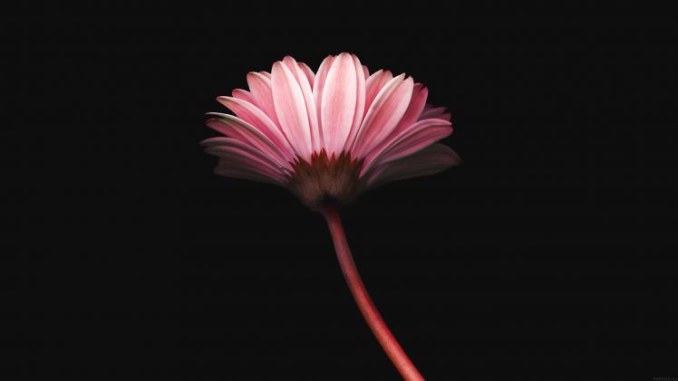 Pink flower, Minimalism Wallpapers HD / Desktop and Mobile Backgrounds