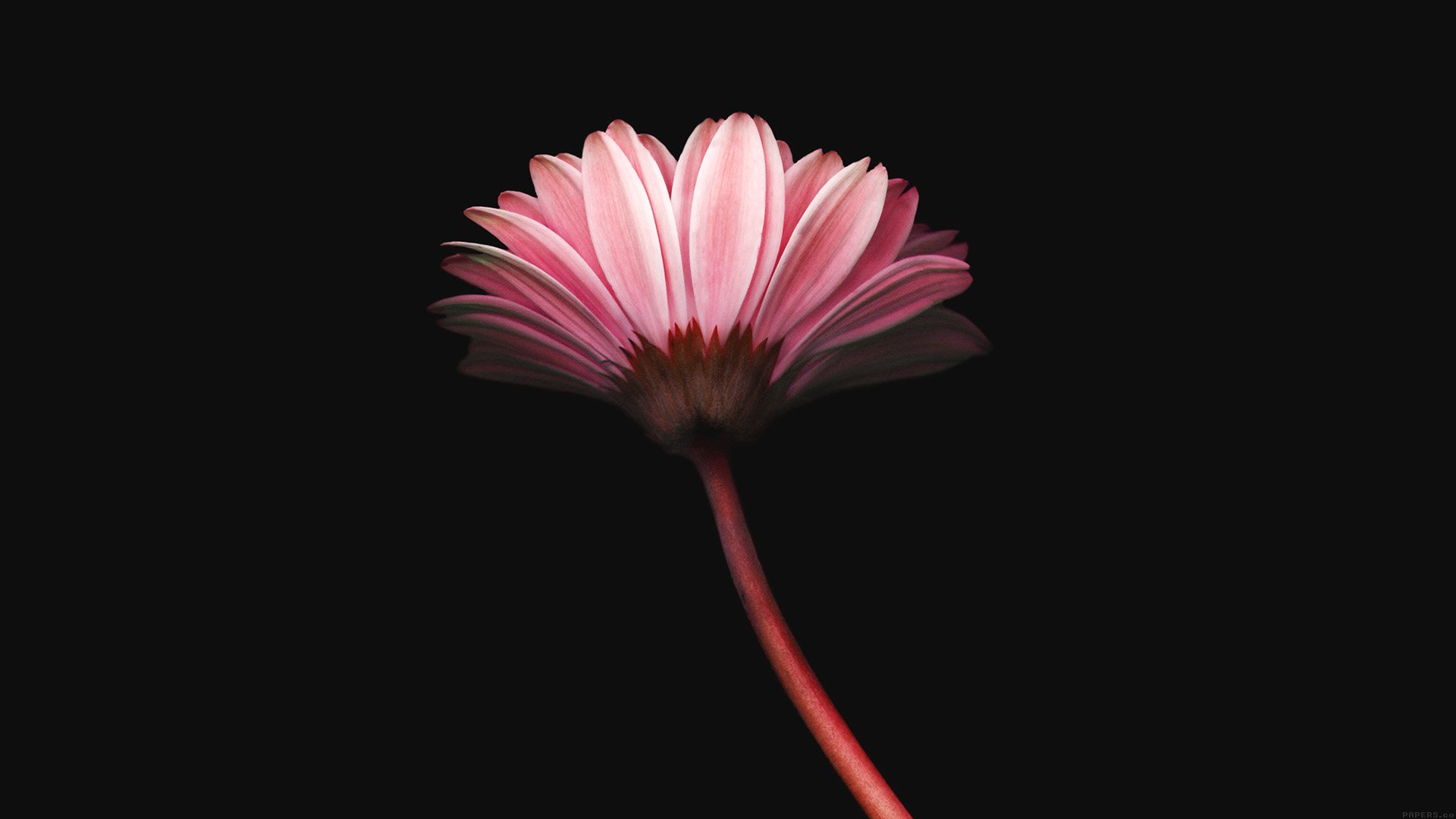 Pink flower, Minimalism Wallpaper
