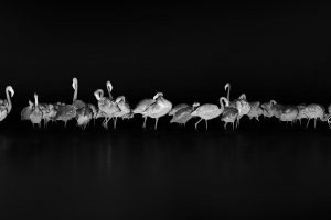flamingos, Monochrome