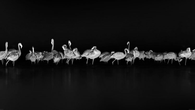 flamingos, Monochrome HD Wallpaper Desktop Background