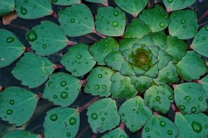 nature, Plants, Water drops, Symmetry