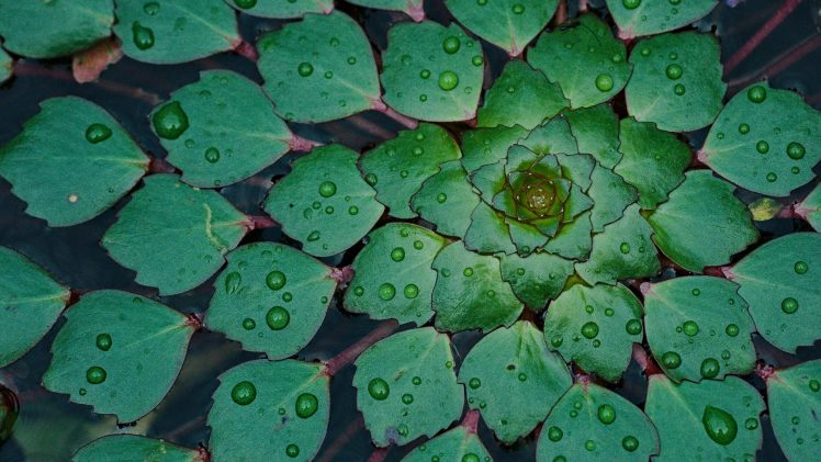 nature, Plants, Water drops, Symmetry HD Wallpaper Desktop Background