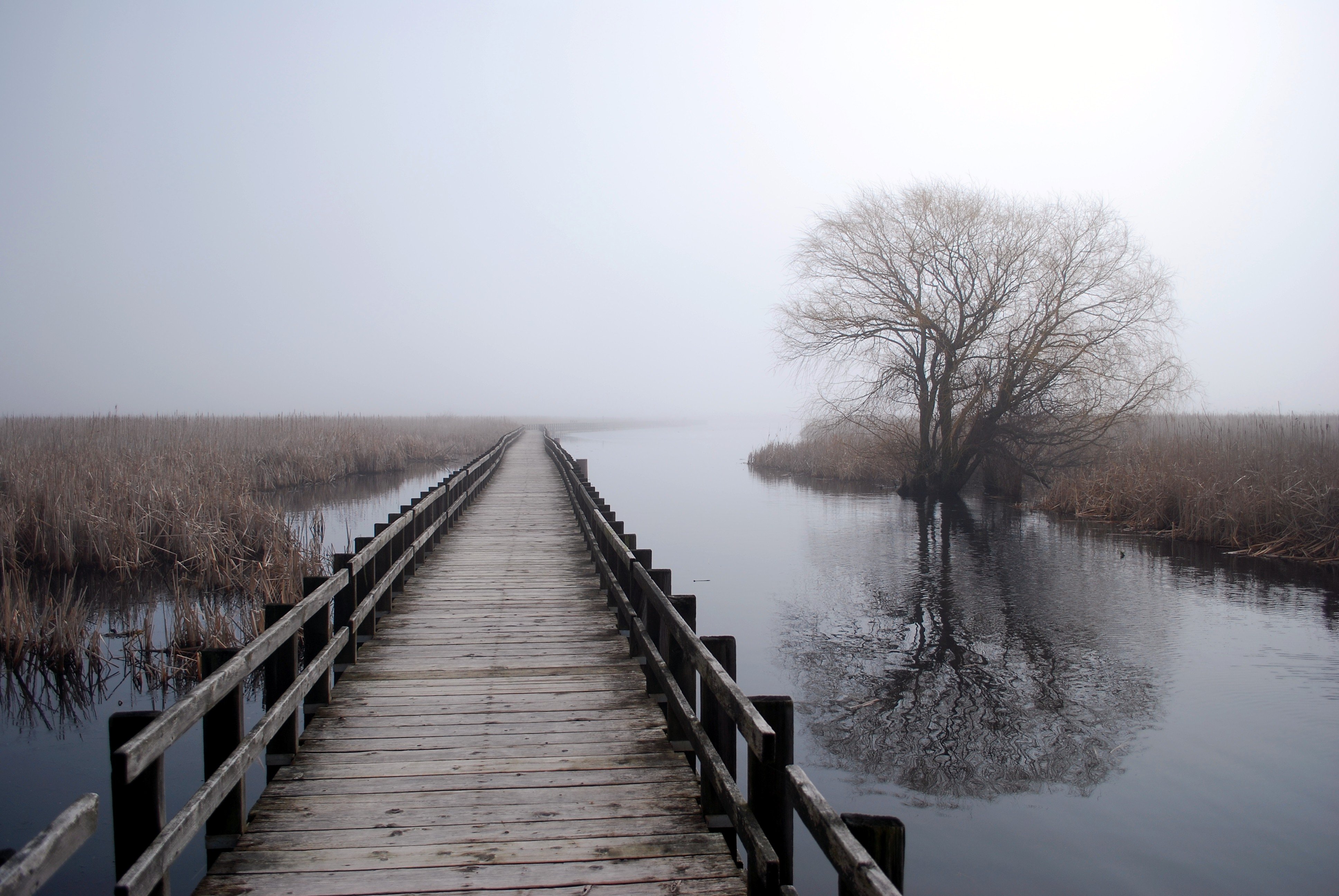 bridge, Trees Wallpaper